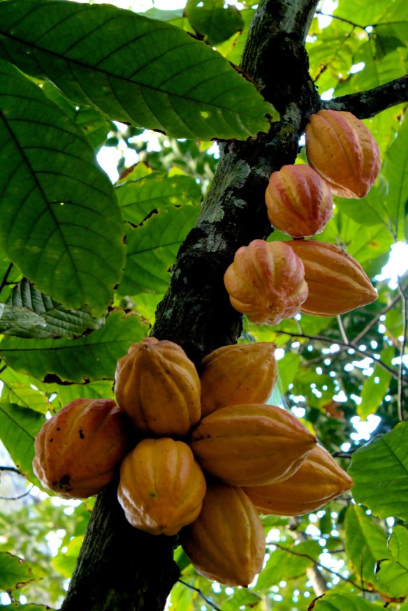 Cacao pods  (Source: Wikipedia user Luisovalles (Own work))